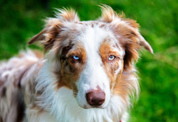 istock Beautiful red merle border collie with different coloured eyes 1156878586
