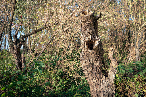 Old trunk of a dead willow tree. The photo was taken in the Dutch National Park Biesbosch near the village of Werkendam, Altena, North Brabant.