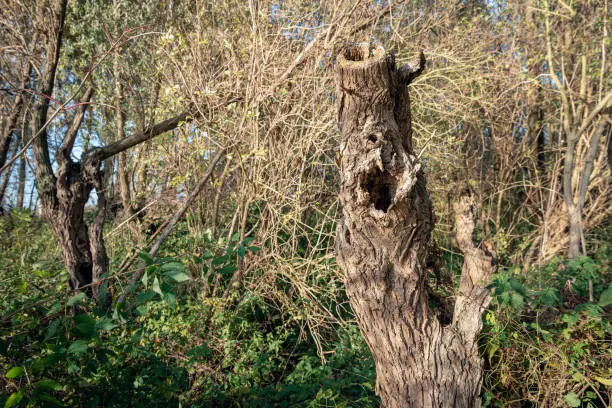 Old trunk of a dead willow tree. The photo was taken in the Dutch National Park Biesbosch near the village of Werkendam, Altena, North Brabant.