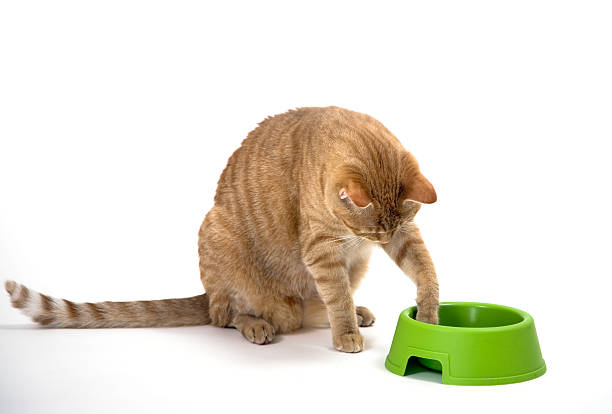 istock Paw in the bowl 115688304