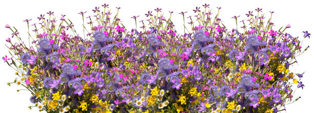 istock Bouquets of flowers in row isolated on white 1156884185