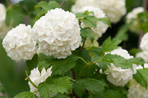 Beautiful white hydrangea bush.  Selective focus.