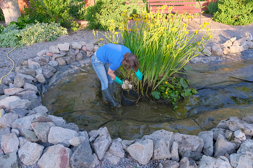 white woman cleans a artificial fish pond from slime and water plants. Spring and summer seasonal pond care work
