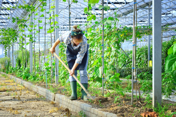 istock One Woman Plowing at Vegetable Garden 1156884565