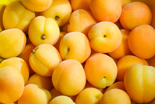 istock Ripe juicy orange apricots fruit background. 1156884654