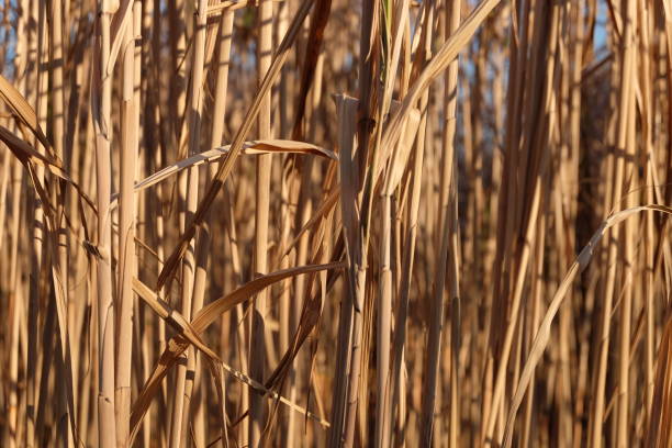 heizmaterial, nachwachsende rohstoffe, elefantengras (miscanthus) - landscape alternative energy scenics farm stock-fotos und bilder