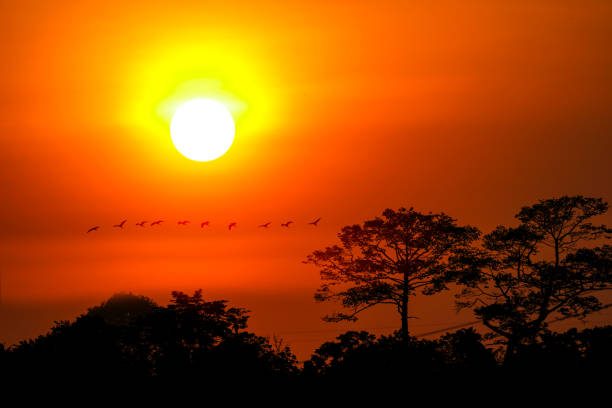 istock sunset sky and sun ray  silhouette flying birds over forest 1156886155