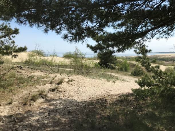 istock Dunes on the Curonian Spit 1156886302