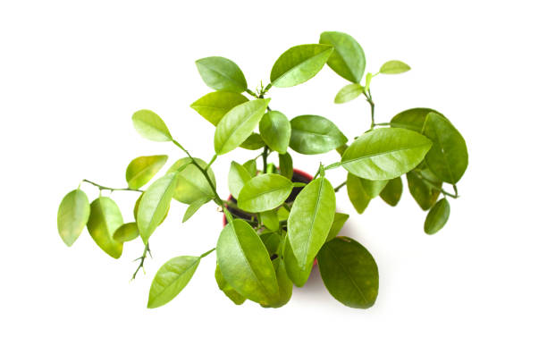 Closeup of orange tree bonsai in pot on white background