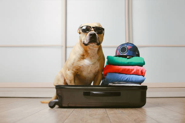 istock American Staffordshire terrier dog in suitcase 1156888949