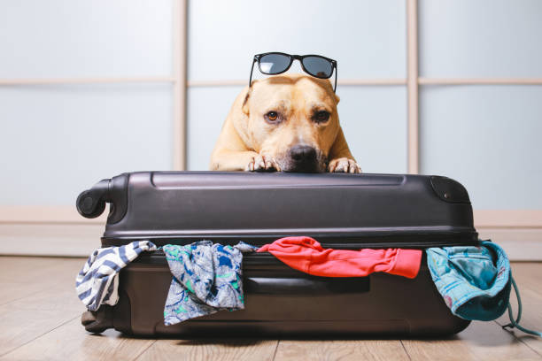 American Staffordshire terrier dog in suitcase American Staffordshire terrier dog ready to go on a trip this summer vacation. Dog  a sitting behind the suitcase and put his paws on top black suitcase isolated on home background luggage photos stock pictures, royalty-free photos & images