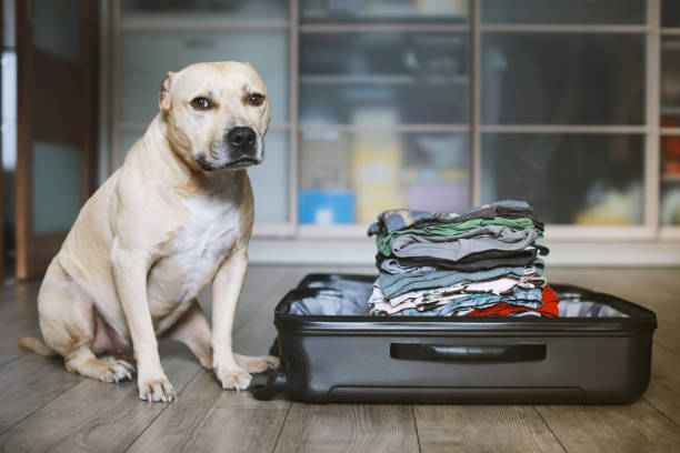 istock American Staffordshire terrier siting near suitcase 1156888964