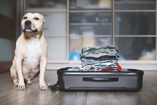 istock American Staffordshire terrier siting near suitcase 1156889042