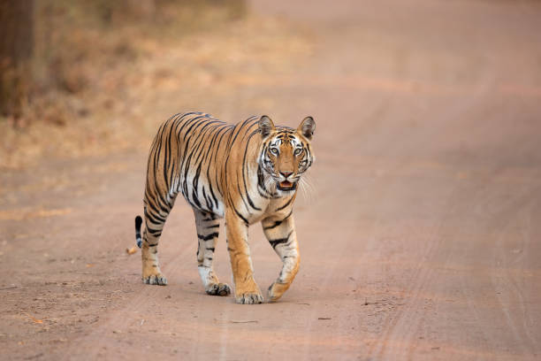 Tiger Head on A tiger coming head on on the forest track of Bandhavgarh National Park in India tiger safari animals close up front view stock pictures, royalty-free photos & images