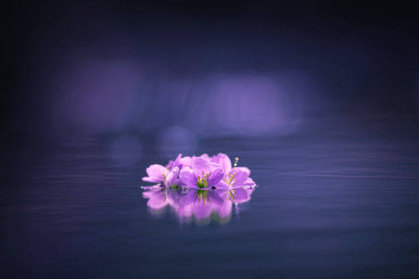 purple flower on the water dark background