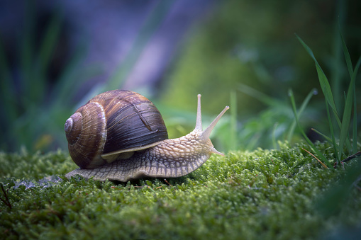 snail in a green forest ambience