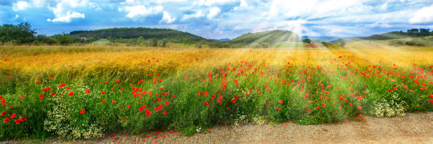 istock Rural summer landscape with sunbeams 1156891606