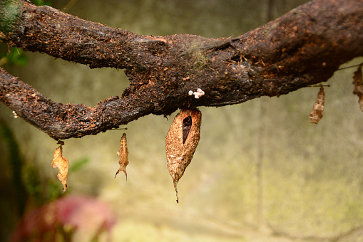 Inside of a butterfly garden, single Atlas moth pupa ( coccon) hanging on a branch.