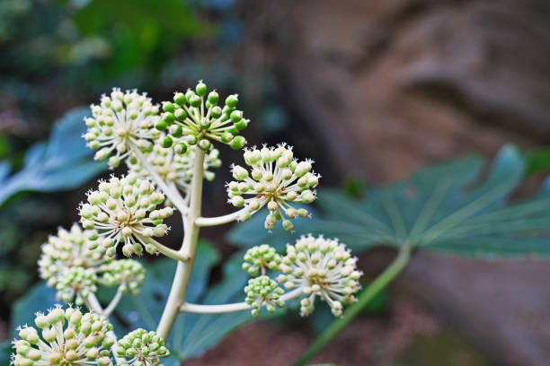 Fatsia japonica