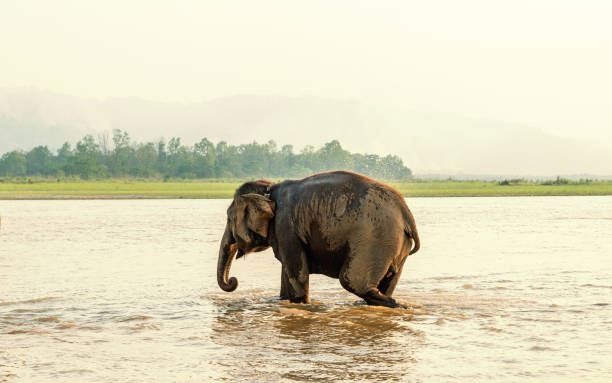 istock Elephant bathing in Chitwan national park, Nepal 1156894528