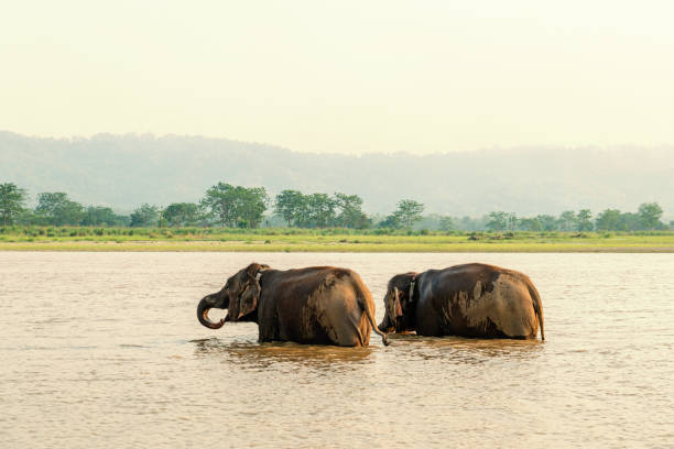 istock Elephant bathing in Chitwan national park, Nepal 1156894532