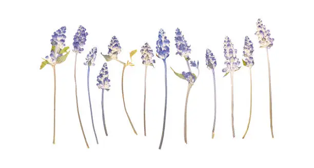 Set of pressed dried lavender flowers isolated on white