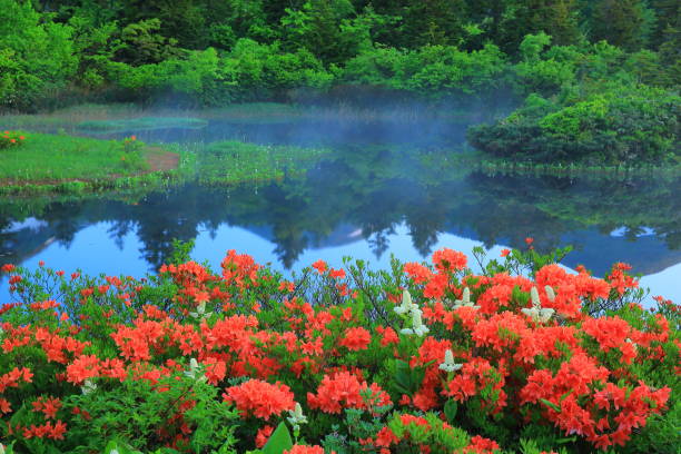 istock Aomori Prefecture Spring water lily 1156895858