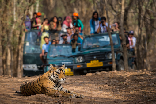 Showstopper Un tigre de bengala macho salvaje sentado en la carretera y en vehículos safari de fondo avistando este magnífico animal en abierto en el bosque de la India central photo