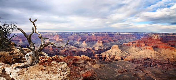 Yaki Point Panorama A Dead Tree At The Edge, Yaki Point Overlook, South Rim View, Grand Canyon National Park, Arizona, USA yaki point stock pictures, royalty-free photos & images