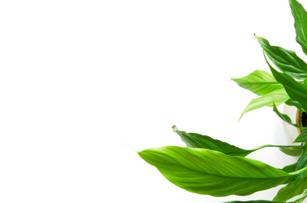 House plants isolated on white background. Top view. Copy space. - Image