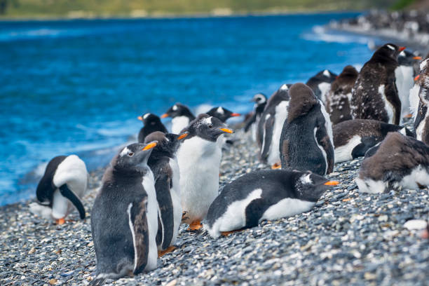 Colony of Magellanic penguins (Spheniscus magellanicus) as Isla Magdalena Punta Arenas, Patagonia, Chile