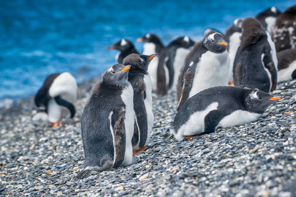 istock Magellanic penguins, Patagonia 1156899770