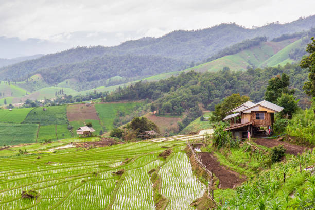 istock Green Terraced Rice Field in Pa Pong Pieng 1156900055