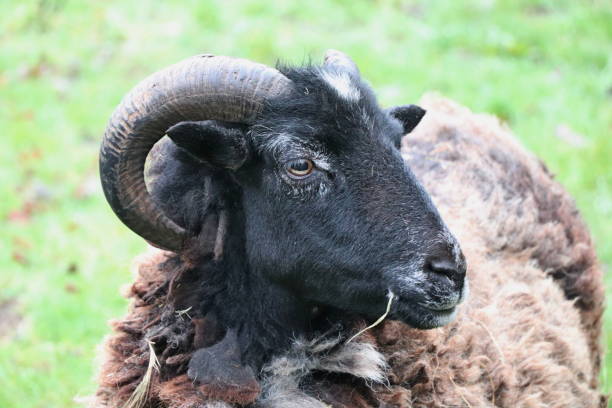 istock Sheep, a Horned Variety 1156900204