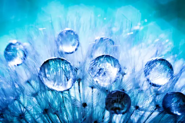 Photo of Beautiful dew drops on a dandelion seed. Macro. Beautiful soft light blue and violet background. Selective focus. Background with copy space.