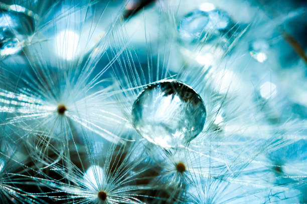 istock Beautiful dew drops on a dandelion seed. Macro. Beautiful soft light blue and violet background. Selective focus. Background with copy space. 1156901572