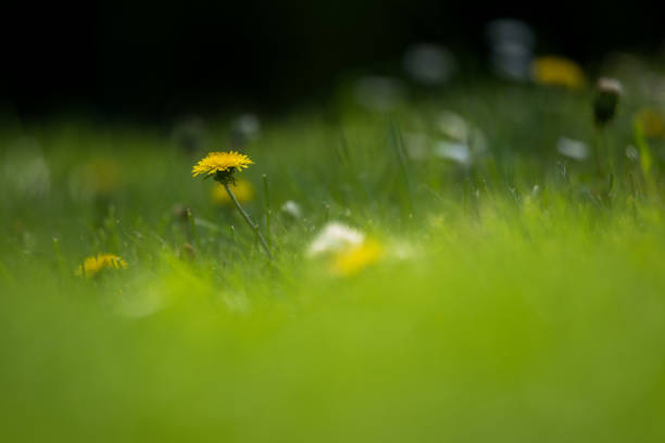 istock Flowers in the garden 1156901836
