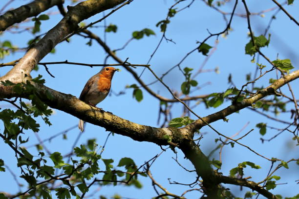 istock Robin Redbreast with food in its beak 1156902140