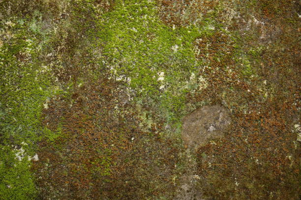 istock Dark gray stone wall with a background of green moss texture 1156903371