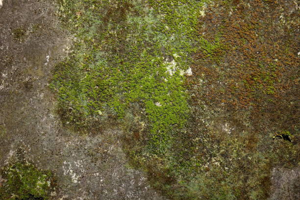 istock Dark gray stone wall with a background of green moss texture 1156903479