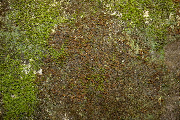 istock Dark gray stone wall with a background of green moss texture 1156903780