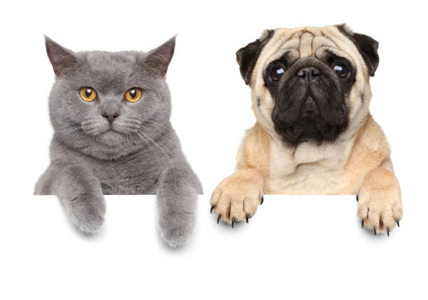 istock Cat and dog over white banner 1156903796