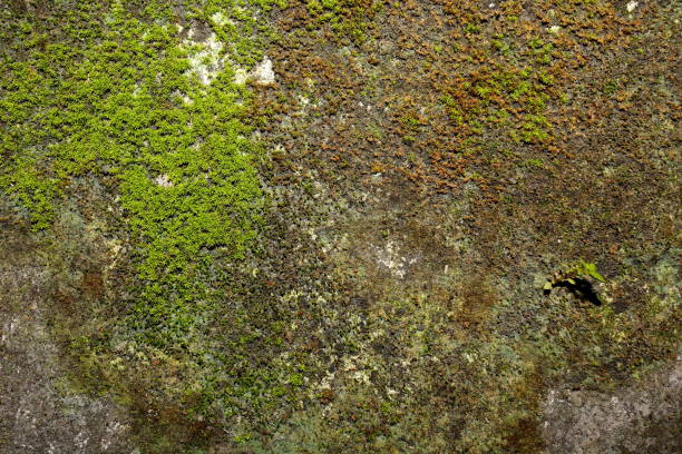 istock Dark gray stone wall with a background of green moss texture 1156903888