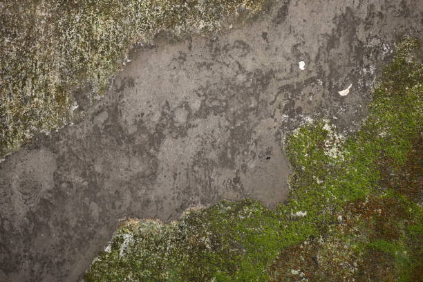 istock Dark gray stone wall with a background of green moss texture 1156904510