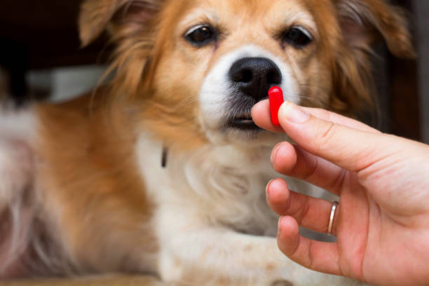 pilules de main de femme et médecine de plan rapproché et médicaments qui sont importants chez les chiens. fond flou . idées, concepts, certaines races de chiens n'aiment pas prendre des médicaments lorsqu'ils sont malades - vet dog puppy illness photos et images de collection