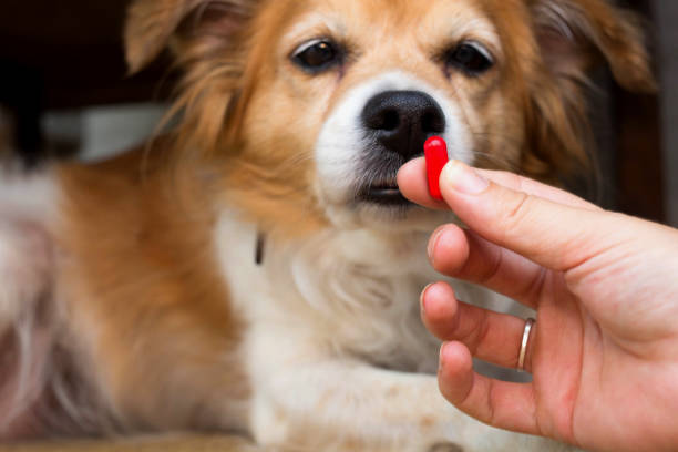woman hand holding pills and close-up medicine and medications that are important in dogs. blurred background . ideas, concepts, Some dog breeds do not like to take medicine when sick stock photo
