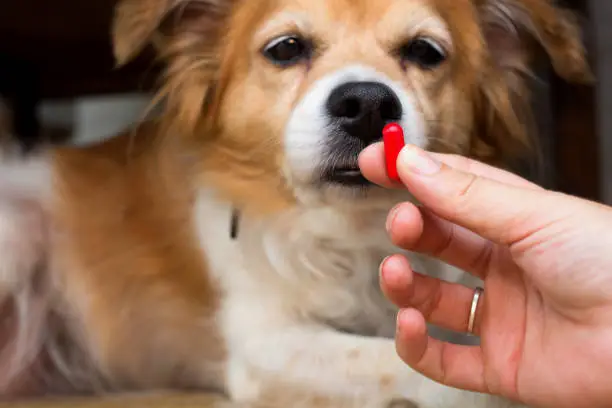woman hand holding pills and close-up medicine and medications that are important in dogs. blurred background . ideas, concepts, Some dog breeds do not like to take medicine when sick close-up