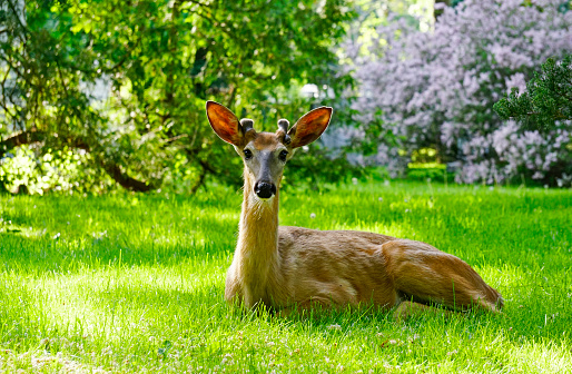 White tailed deer male spotted in midtown Toronto, Ontario, Canada