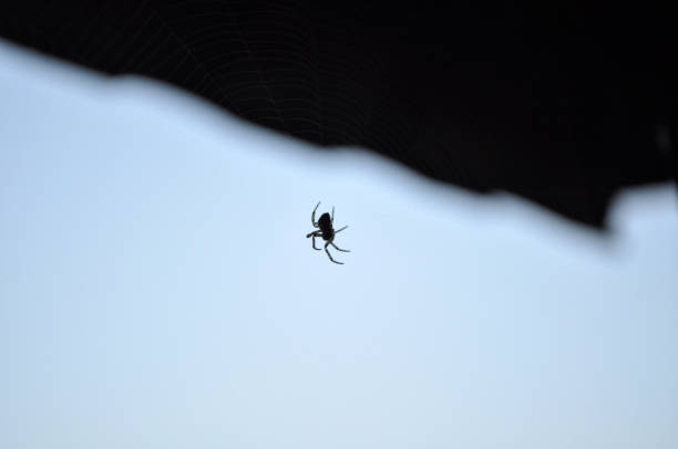 istock small black spider on a web against the sky 1156905176