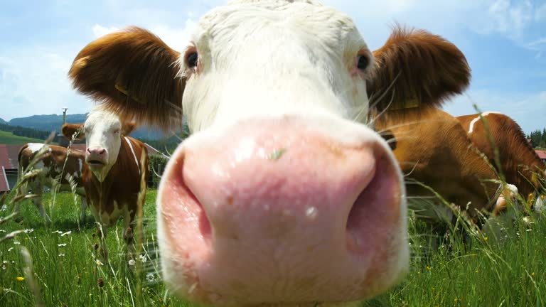 Cow is smelling the camera in the mountains of Southern Germany